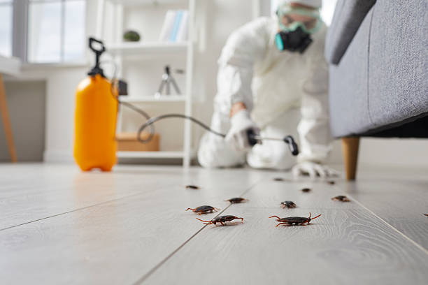 Post-Treatment Bed Bug Interceptor Monitoring in South Farmingdale